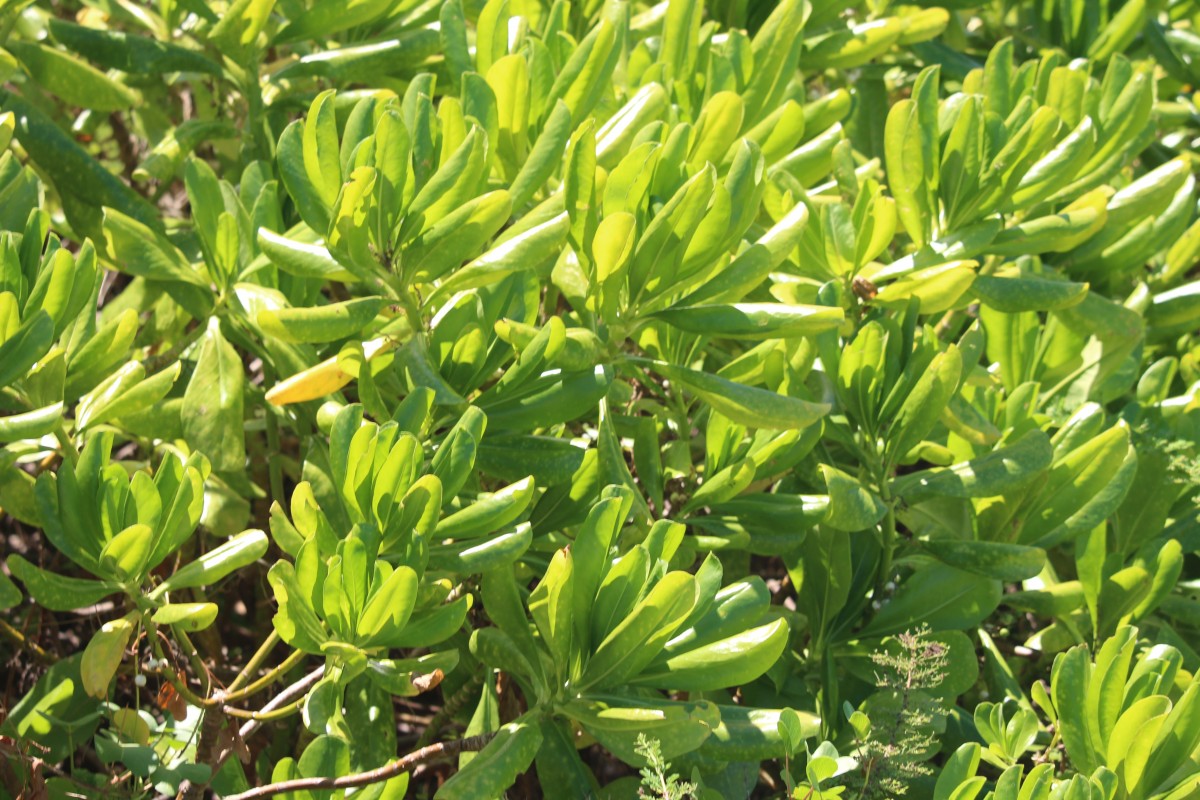 Scaevola taccada (Gaertn.) Roxb.